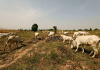 Nomads and farmers in fight for Nigeria’s heartland