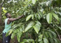 Ghana Seeks $300 Million to Prop Up Loss-Making Cocoa Board