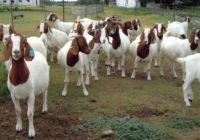 Zimbabwe schools now accept goats as school fees